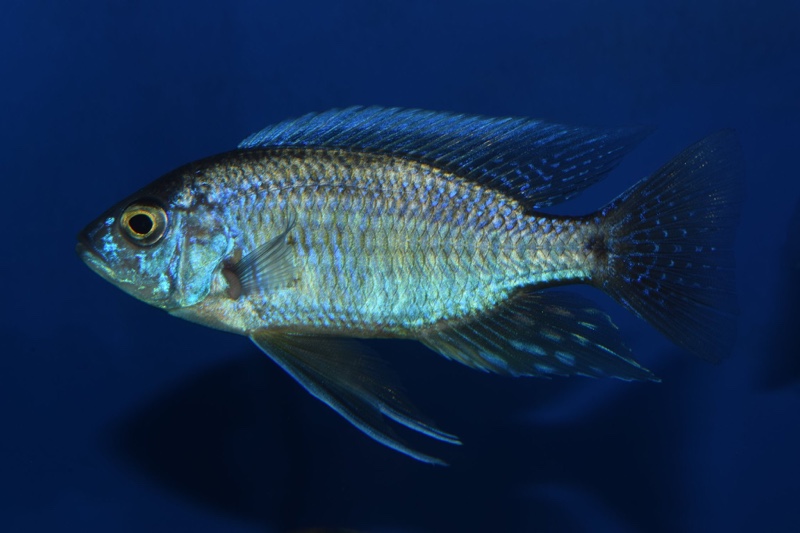 Copadichromis borleyi 'Nkhata Bay'